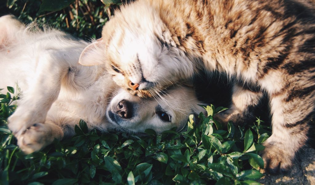 Dog and cat being best Pals
